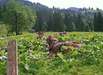 oberstaufen-sommerurlaub