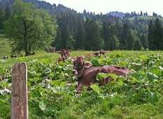 oberstaufen-sommerurlaub