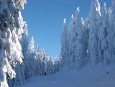 Pulverschnee Ski Urlaub Utah