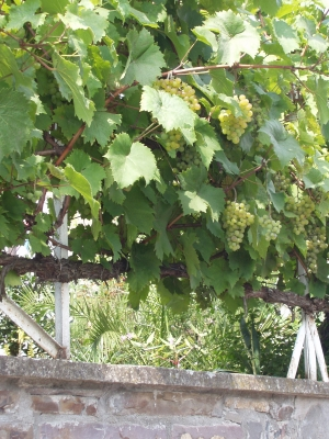 Tiroler Wein