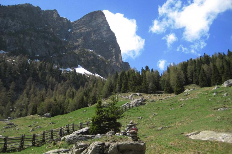 Alpine Landschaft mit Wiese, Felsen und Nadelbäumen