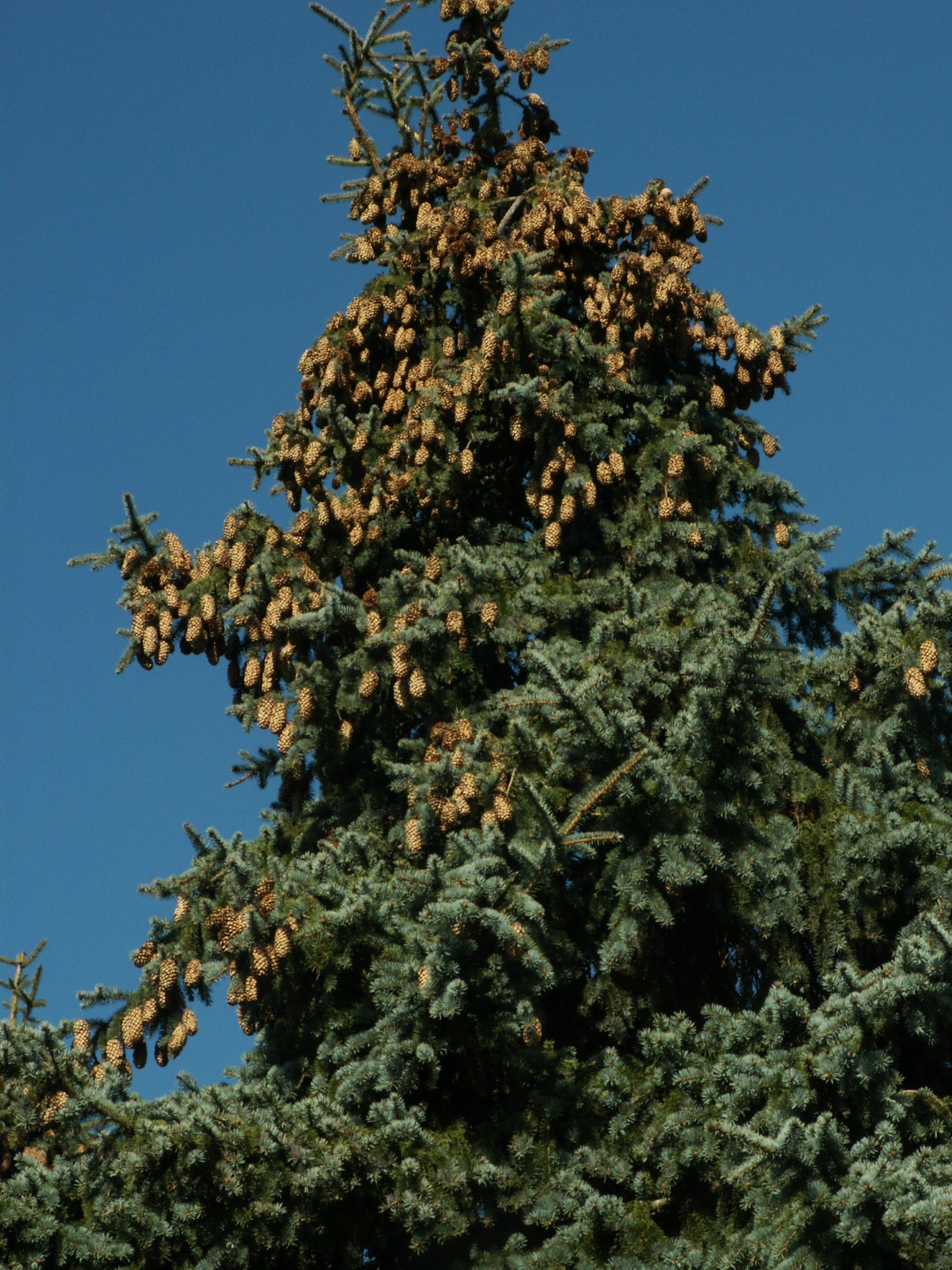 Nadelbaum