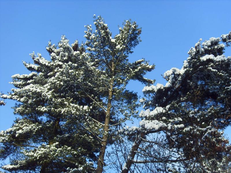 Verschneite Kiefern im Winter