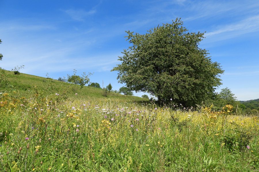 File:Rösberg bei Rommerode (1).jpg