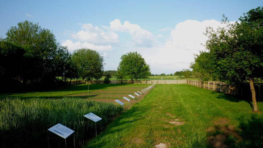 File:Hohenstein - Museum Ödenwaldstetten, Getreidesorten-Anbau.jpg