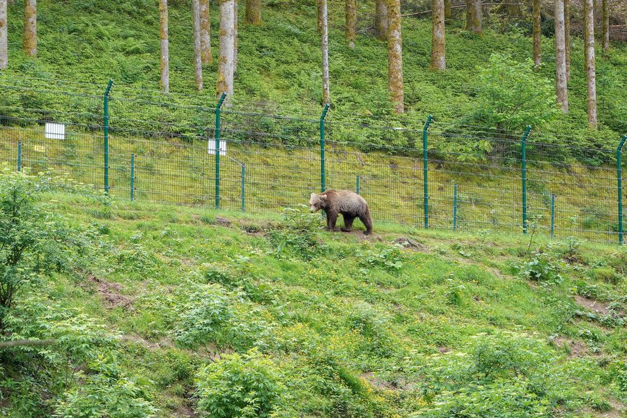 File:Bad Rippoldsau-Schapbach Alternativer Wolf- und Bärenpark Schwarzwald Bär.jpg