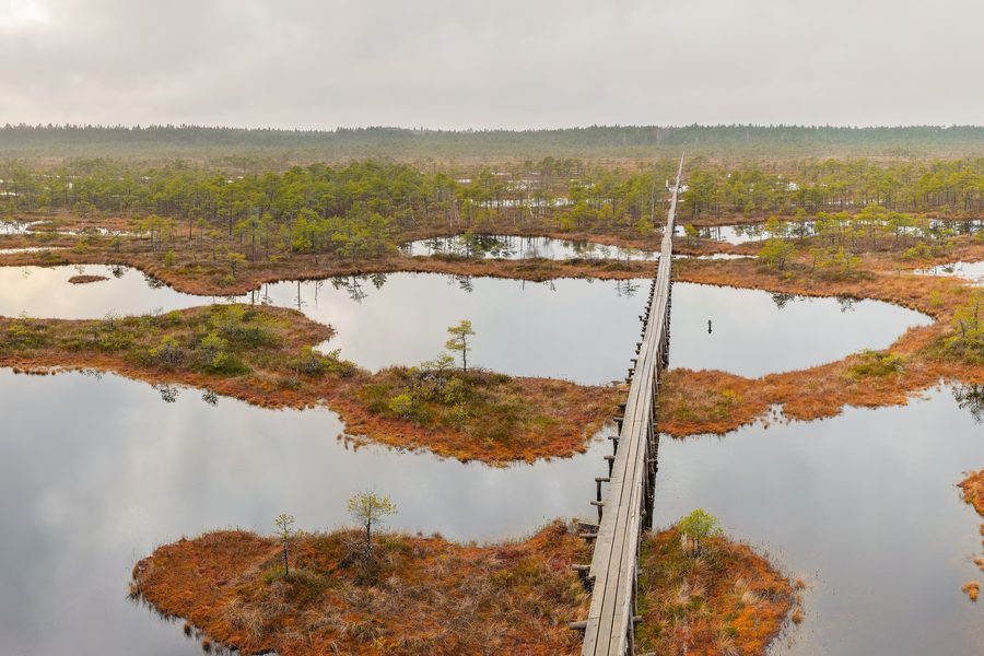 Blick vom Aussichtsturm über das Männikjärve-Moor im Endla-Naturreservat in Estland