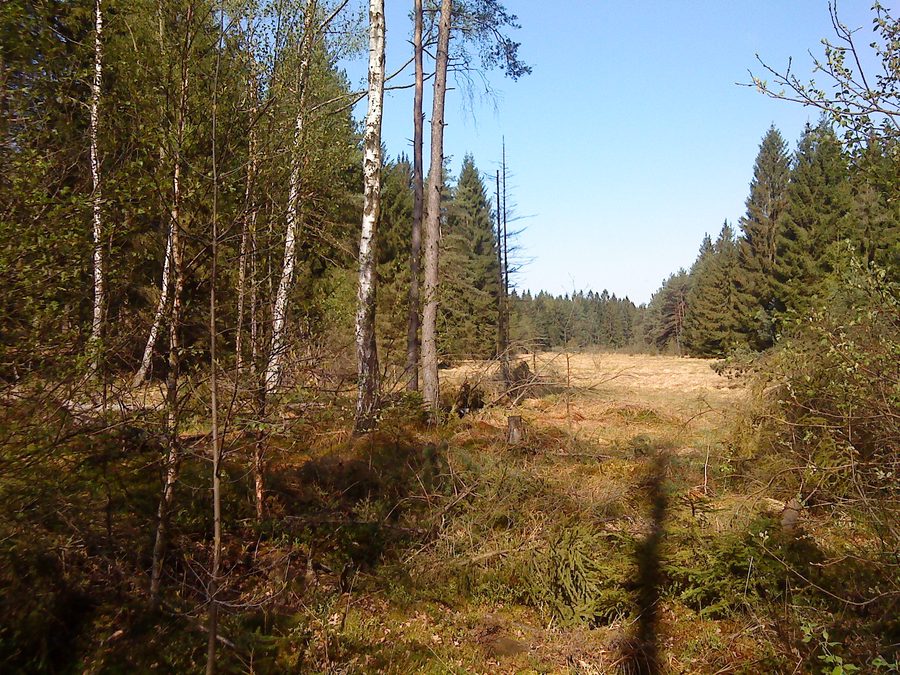 Wiesbüttmoor zwischen Wiesen und Flörsbachtal in Hessen