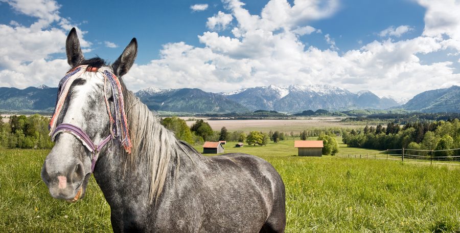 Murnauer Moos with a horse against the Bavarian Alps