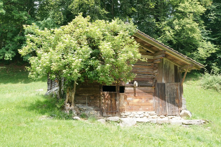 Historische Heuscheune im Freilichtmuseum Ballenberg bei Hofstetten bei Brienz