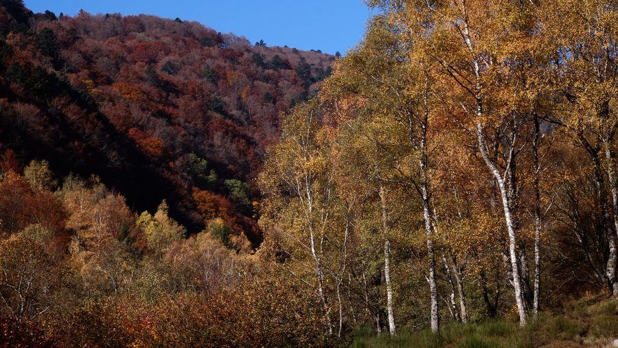 Blick in das Wormsa-Tal bei Metzeral im Herbst