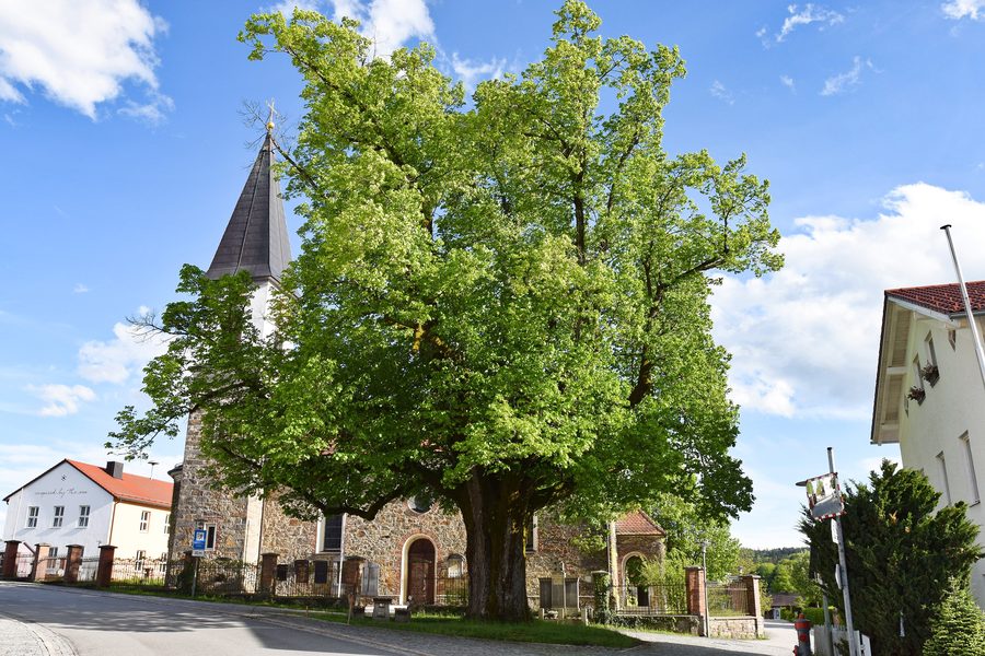 Winterlinde an der Hauptstraße durch Schaufling mit der Pfarrkirche im Hintergrund