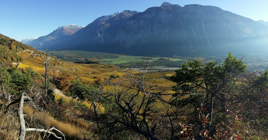 Blick von oben auf den Pfynwald bei Salgesch im Wallis