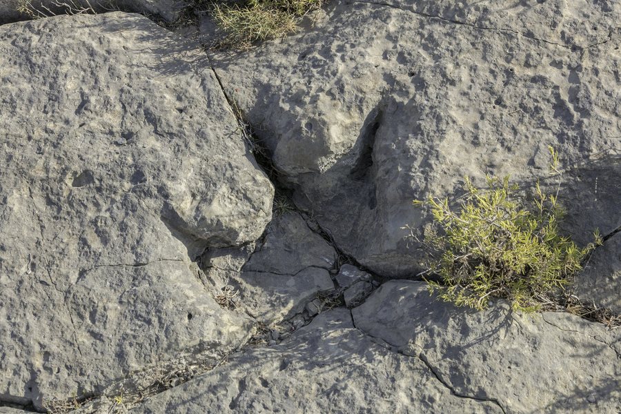File:Yacimiento de las Navillas, Cervera del Río Alhama, La Rioja, España, 2021-08-31, DD 12.jpg