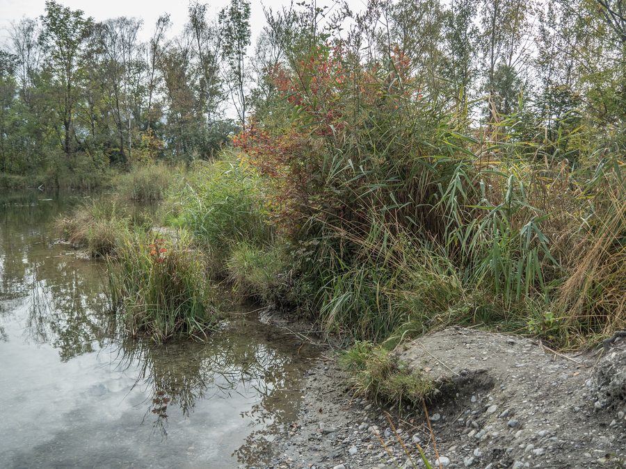 Furt über den Alten Rhein in Lustenau, Österreich