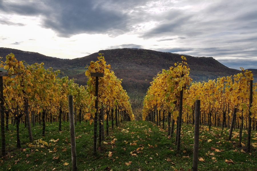 Weinberg an der Limburg bei Weilheim an der Teck mit Blick auf das Randecker Maar und den Breitenstein