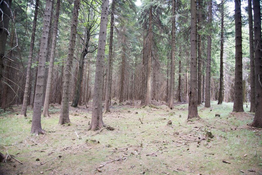 Winterlandschaft am Berg Čertova pláň im Riesengebirge bei Harrachov im Bezirk Semily