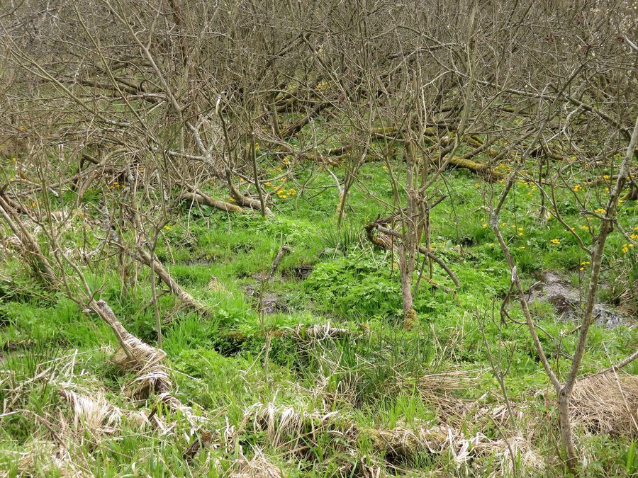 Feuchtgebiet im Naturschutzgebiet Brčálnické mokřady nahe Brčálník