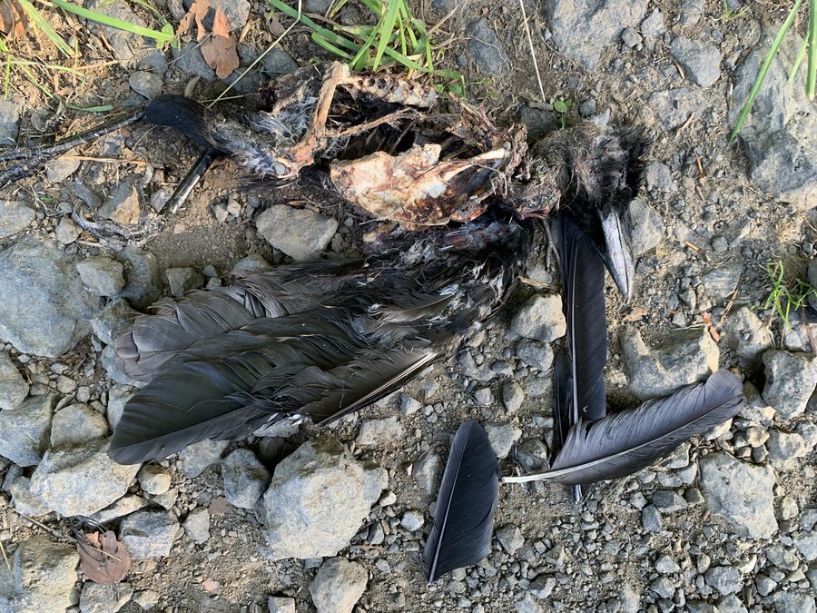 File:Corvus corone remains Picherande 20240823.jpg
