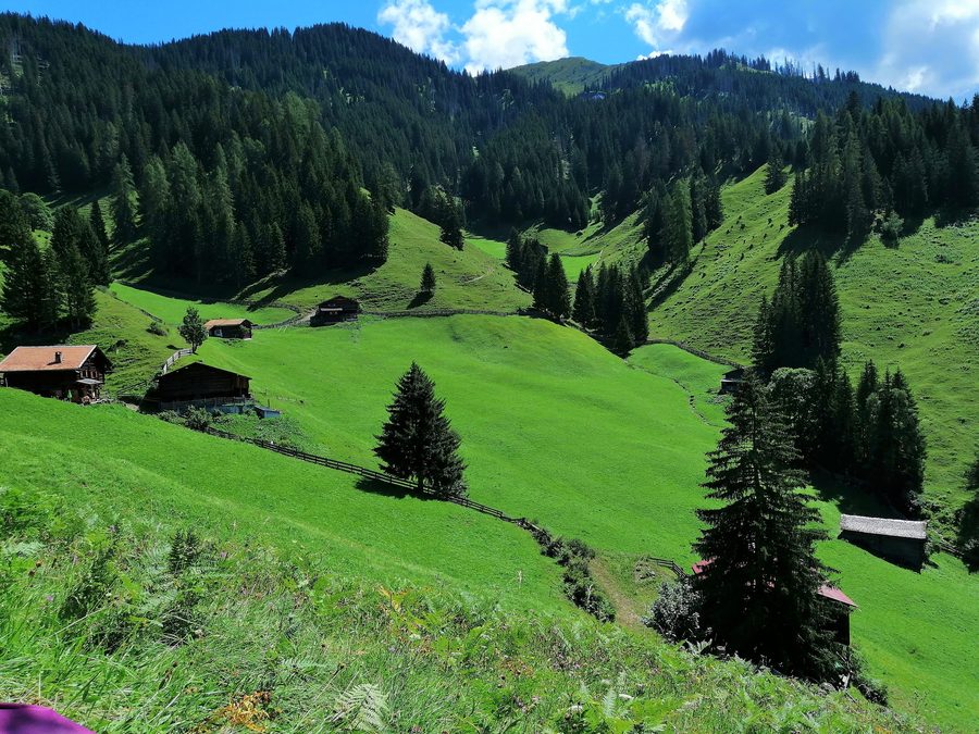 Heuwiesen bei Nütieja in Jenaz im Kanton Graubünden