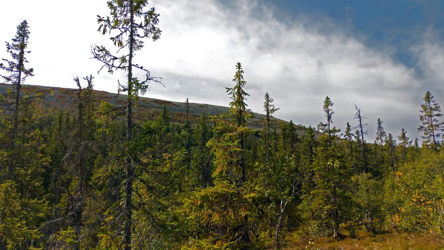 Utsikt över Stor-Närfjället i Sälenfjällen från en dalgång i naturreservatet Norra Transtrandsfjällen