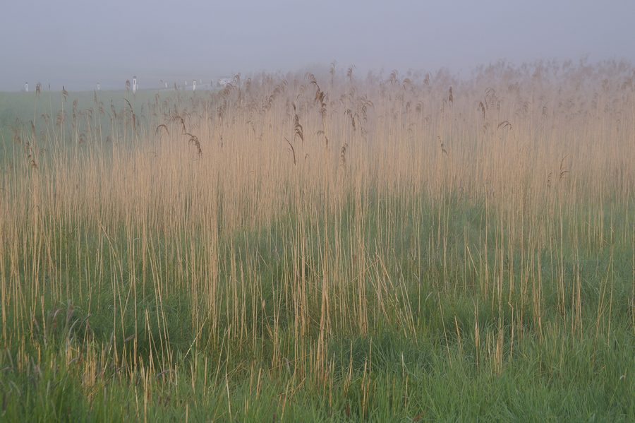 Schilfgraslandschaft im Naturpark Raab-Örség-Goricko bei Welten und St. Martin an der Raab