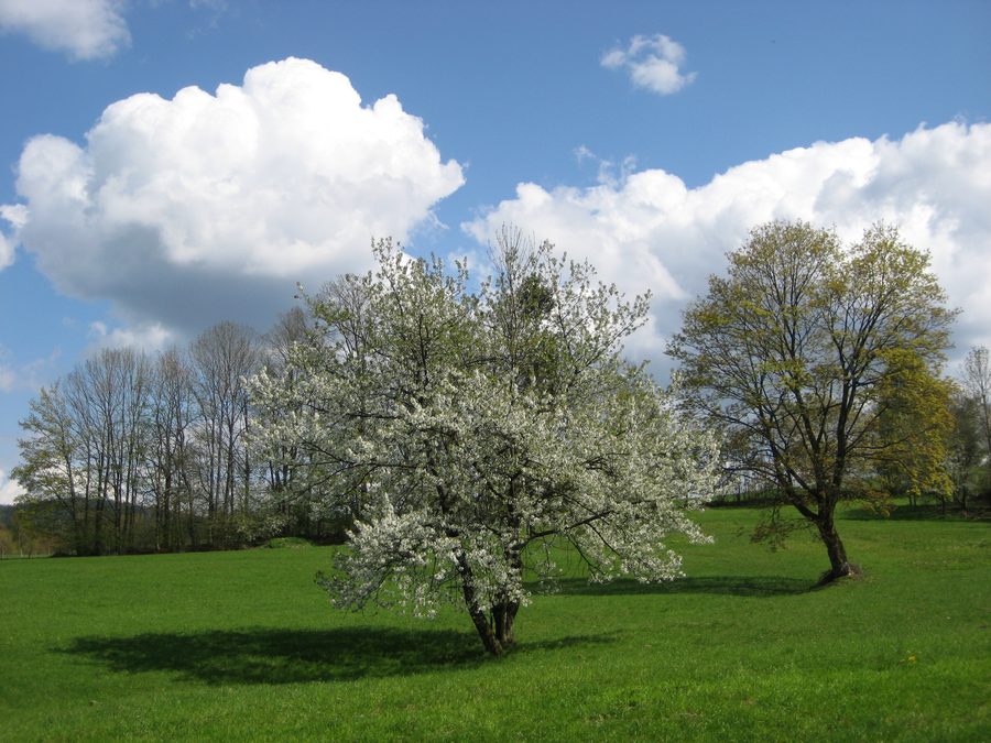 Landschaft im Naturpark Bayerischer Wald bei Ruhmannsfelden