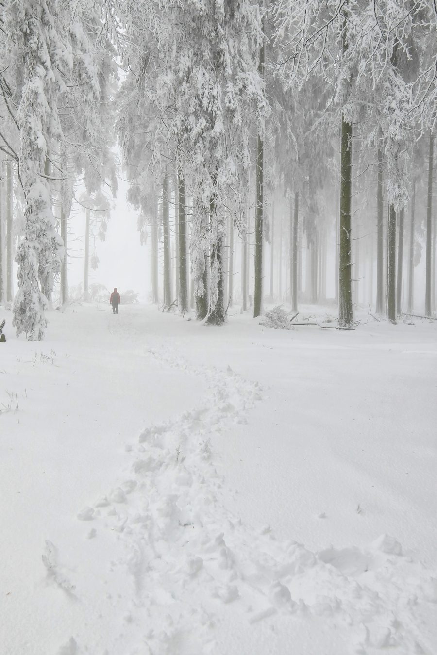 Verschneiter Wanderweg zwischen Springenkopf und Erbeskopf im Hunsrück-Hochwald