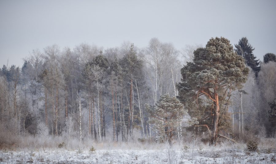Winterliche Landschaft im Naturschutzgebiet Schwenninger Moos bei Villingen-Schwenningen