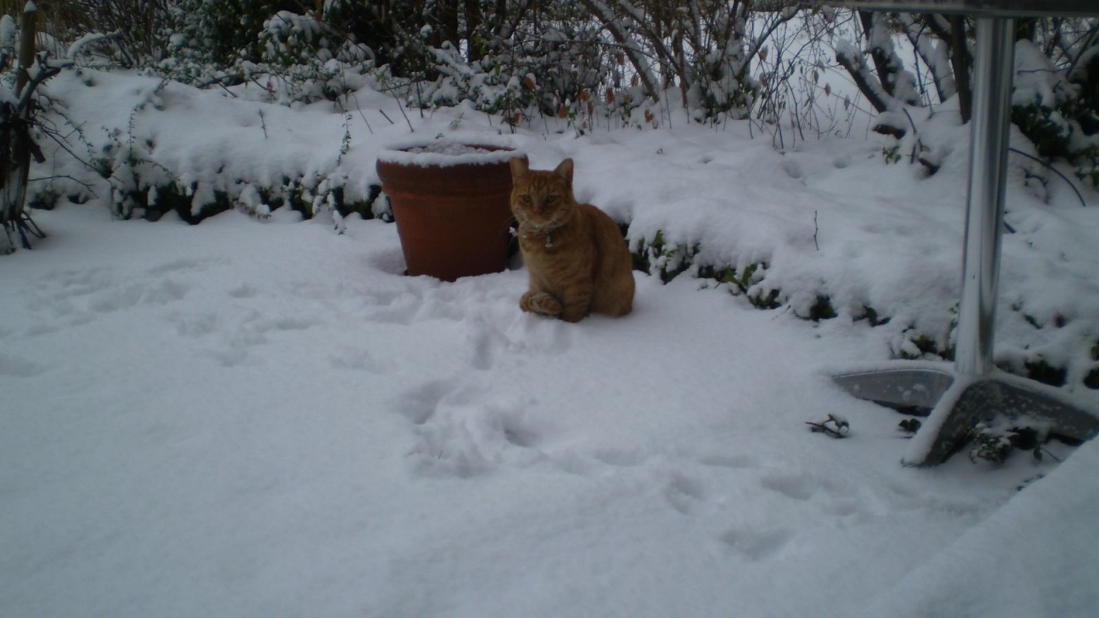 Katzen im Schnee